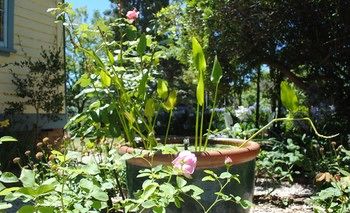 Kurrara Historic Guest House - Mackay Tourism 16