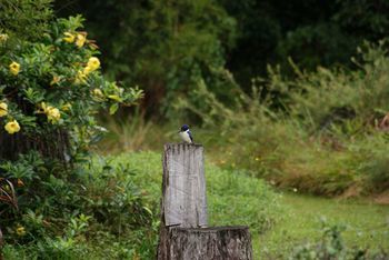 Kingfishers Manor @ Noosa - Mackay Tourism 32
