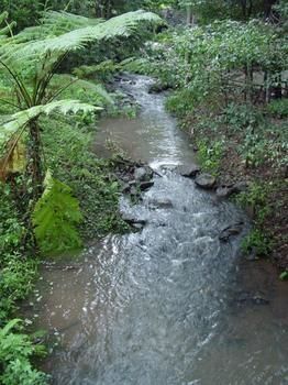 Treetops Accommodation Montville - Mackay Tourism 4