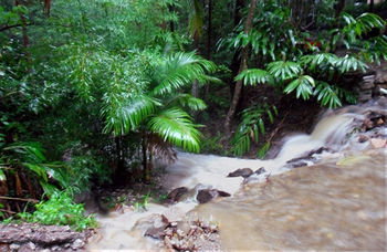 Treetops Accommodation Montville - Mackay Tourism 11