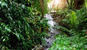 Treetops Accommodation Montville - Mackay Tourism 48