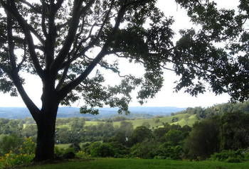 Treetops Accommodation Montville - Mackay Tourism 49