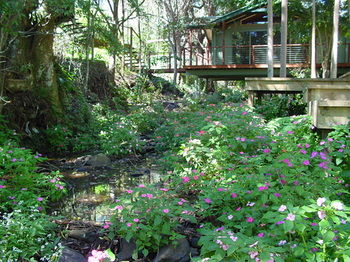 Treetops Accommodation Montville - Mackay Tourism 76