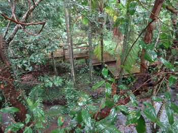 Treetops Accommodation Montville - Mackay Tourism 80