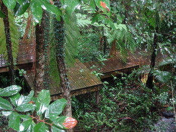 Treetops Accommodation Montville - Mackay Tourism 81