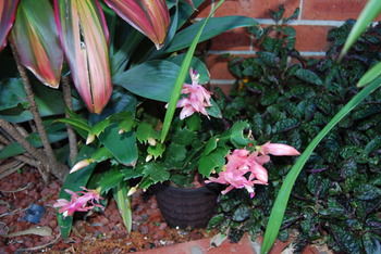 Cutmore Cottages - Bagala Bungalow - Mackay Tourism 35