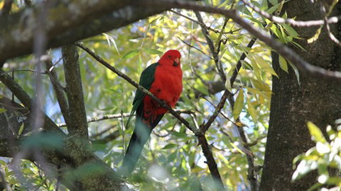 Gentle Annie Caravan And Camping Reserve - Mackay Tourism 2