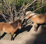Cloud End Farmstay - Mackay Tourism