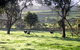 Bellevue Farmstay - thumb 0