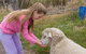 Bellevue Farmstay - thumb 3