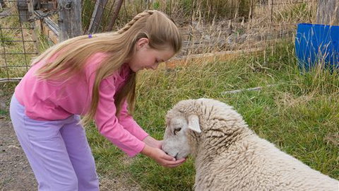 Bellevue Farmstay - Mackay Tourism 3