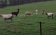 Bellevue Farmstay - thumb 6