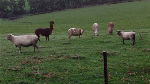 Bellevue Farmstay - Mackay Tourism 6