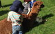 Bellevue Farmstay - thumb 5
