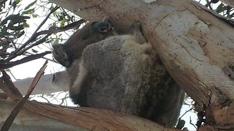Bellevue Farmstay - Mackay Tourism 7