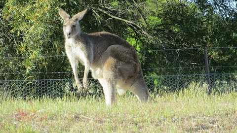 Adelberg - Mackay Tourism 7