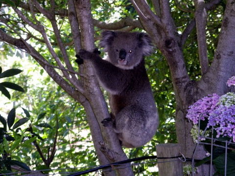 Adelaide Hills Bed & Breakfast Accommodation - Mackay Tourism 4