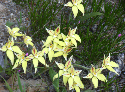 Chuckem Farmstay And Bed & Breakfast - Mackay Tourism 2