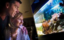 BIG4 Northstar Holiday Resort And Caravan Park - Mackay Tourism 4