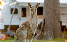 BIG4 Sunshine South West Rocks Holiday Park - South - Mackay Tourism 3