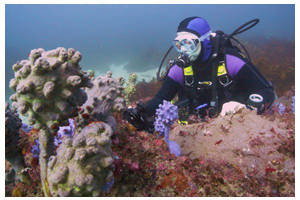 Shellharbour Village Motel - Mackay Tourism 2