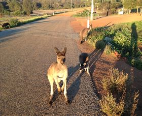 Bindoons Windmill Farm - Mackay Tourism 0