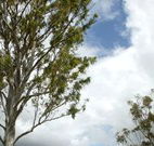 Glen Villa Resort and Tourist Park Casino - Mackay Tourism