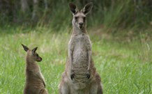 Michael's Clarence Valley Retreat - Mackay Tourism 7