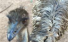 Warrawong On The Darling - Mackay Tourism 4