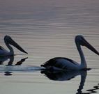 Lakeview Motor Inn - Belmont - Mackay Tourism