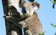 Esk Caravan Park And Rail Trail Motel - thumb 5