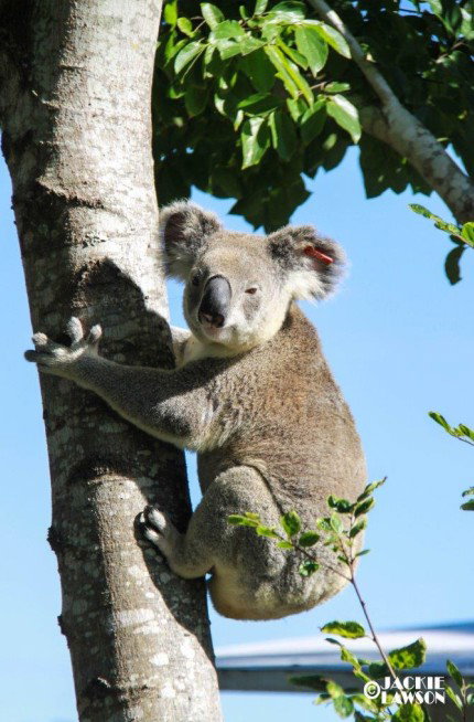 Esk Caravan Park And Rail Trail Motel - Mackay Tourism 5