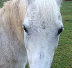 Eaglewood B and B and Farmstay - Mackay Tourism