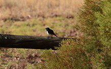 Lake Paika Station Farmstay - Mackay Tourism 1