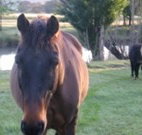 Reynella Kosciusko Rides Accommodation - Mackay Tourism