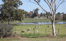Yamba Farmstay - Mackay Tourism 5