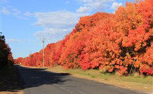 Yamba Farmstay - Mackay Tourism 4