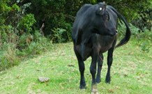 Yarralong BnB And Farm Stay - Mackay Tourism 1