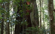 Cougal Park Bed And Breakfast - Mackay Tourism 5