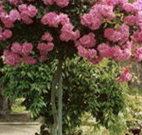 Eden Bed and Breakfast - Mackay Tourism