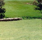Gooromon Park Cottages - Mackay Tourism