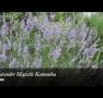 Lavender Majestic - Mackay Tourism