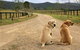 Pemberley Grange Hunter Valley Getaway - thumb 1