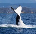 Snug Cove Bed and Breakfast - Mackay Tourism