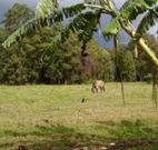 The Watertank Bed and Breakfast - Mackay Tourism