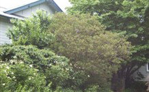 Tree Tops Guesthouse - Mackay Tourism 1