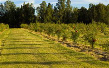 The Dairy Cottage - Mackay Tourism 5