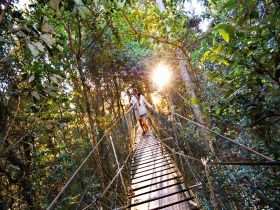 O'Reilly's Rainforest Retreat - Mackay Tourism 0