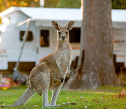 BIG4 Sunshine South West Rocks Holiday Park - Mackay Tourism 5