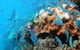 Ocean Free And Ocean Freedom - Cairns Premier Reef And Island Tours - thumb 2